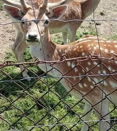 Gospodarstwo agroturystyczne Pod Lasem Poronin