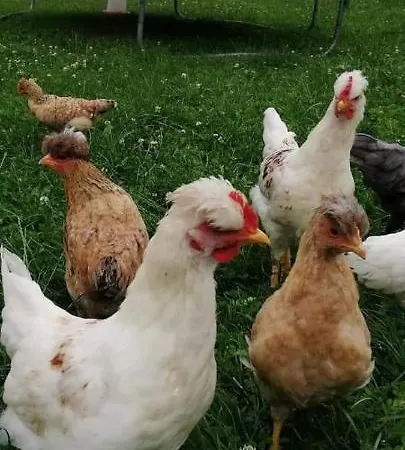 בית חווה Pod Lasem פורונין