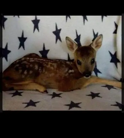 בית חווה Pod Lasem פורונין