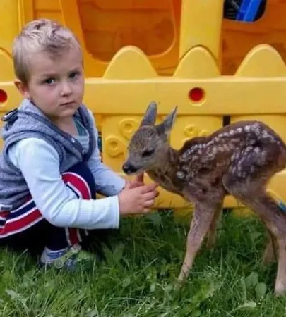 Pod Lasem פורונין