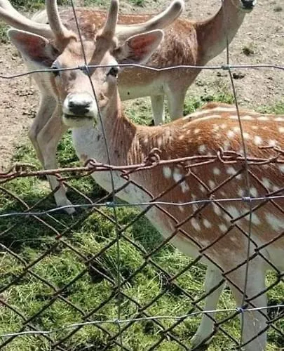 Alloggio per agriturismo Pod Lasem Poronin